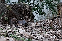 Torino 06_03_2011 - Scoiattolo_15